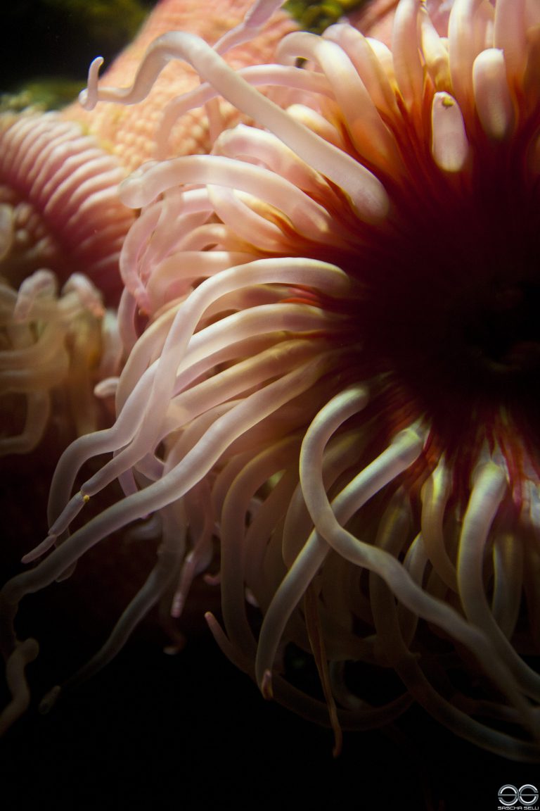 Anemone