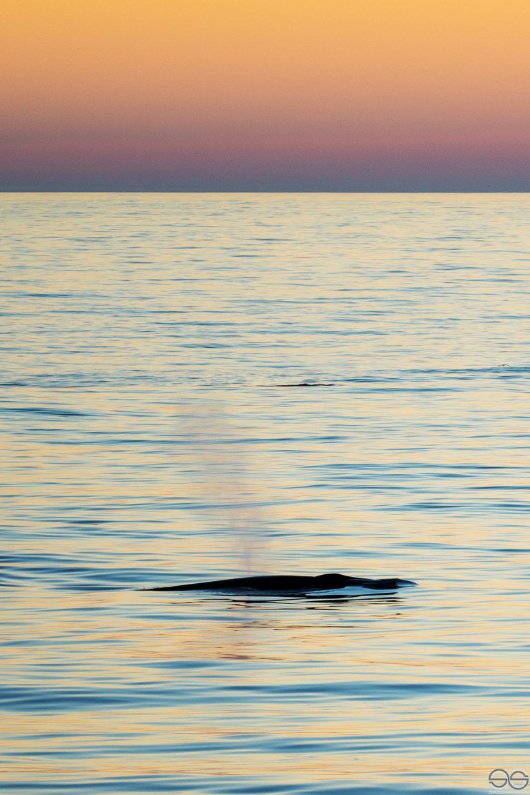 Pilot Whale, Greenland’s eastern coast